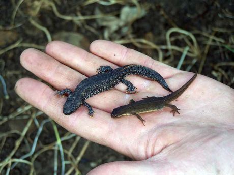newts in hand